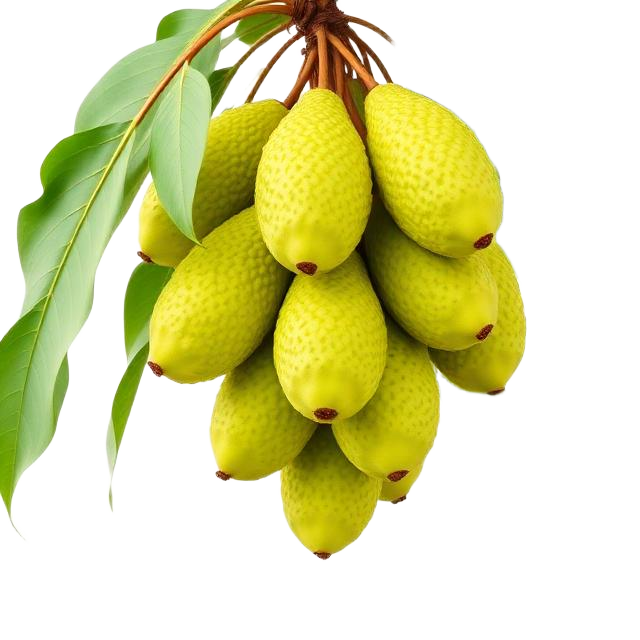 কাঁঠাল গাছ