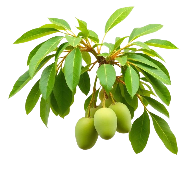 আম গাছ